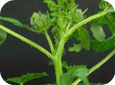 flower-of-an-hour stem
