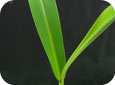Green foxtail leaves