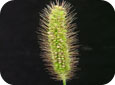 Green foxtail seed head