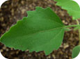 Lamb's-quarters leaf