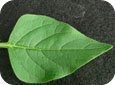 Hairy nightshade leaf
