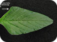 Green pigweed leaf