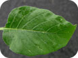Redroot pigweed leaf
