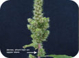 Redroot pigweed seedhead