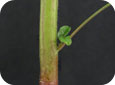 Redroot pigweed stem