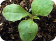 Prickly lettuce seedling
