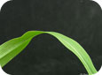 Proso millet leaf