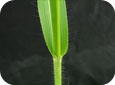 Proso millet leaf sheath