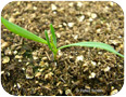 Prostrate knotweed seedling