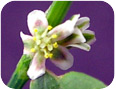 Prostrate knotweed flower