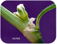 Prostrate knotweed flower bud