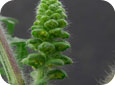 Common ragweed flower