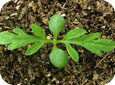 Common ragweed seedling