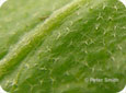 Star-shaped hairs on the leaf surface of Shepherd’s purse
