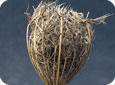 Mature seed head of wild carrot (bird’s nest)