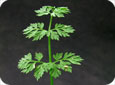 Compound leaves of wild carrot