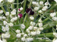 Close up of wild carrot flower showing the white umbels surrounding the purple umbels in the centre