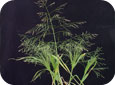 Witch grass mature plant