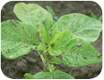 Striped flea beetles on amaranth