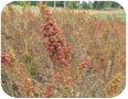 Quinoa seed head just prior to harvest