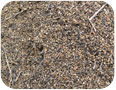 Harvested quinoa seed prior to cleaning