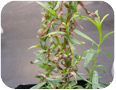 Leaf symptoms of an unknown root rot of French tarragon