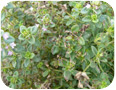Tarnished plant bug damage on thyme