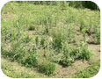 Tallgrass Prairie