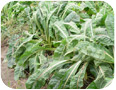 Chicory plant grown in hilled field beds (2010)