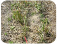 Late season senescence of daffodil vegetative growth, July 9, 2009