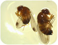 Spotted Wing Drosophilla adult