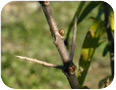 Most sea buckthorn varieties are thorny, which complicates manual fruit harvesting.