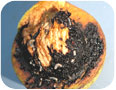 Walnut husk maggot feed on nut husks.  Juices and fly excrement from the rotting husk can seep to the kernel affecting flavour and hygiene.
