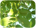 Bacterial blight on heartnut leaf