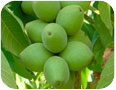 Heartnut cluster
