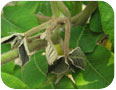	Wilting of the developing shoot due to leaf roller feeding (Source: S. Westerveld, University of Guelph)