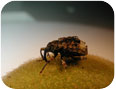 Butternut curculio adult.
