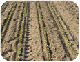 Shanghai Pak Choy seedling emerging from soil (Photo credit: Sean Westerveld, University of Guelph)