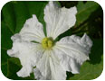 Bottle gourd: flower