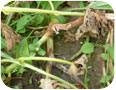 Gummy stem blight on cucurbit