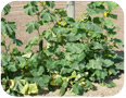 Oriental cucumber: plant