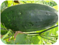 Winter gourd: plant and fruit