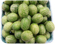 Cucurbits