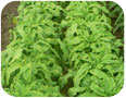 Celtuce
