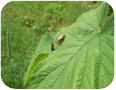 Beneficial stink bug attacking caterpillar on hops