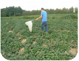 Sweep net used for insect monitoring