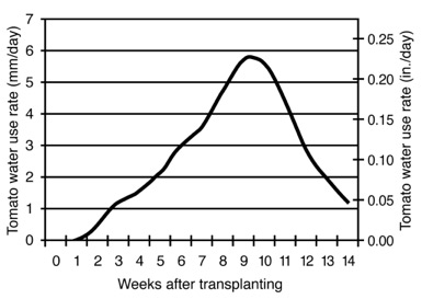 Average daily water use rate for irrigated tomatoes through the growing season showing a peak at weeks 9 and 10 at just less than 6 mm per day. 