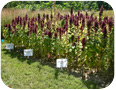 Fertilizer trial on grain amaranth