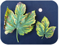 Nutrient deficiency on hops
