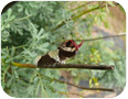 Giant swallowtail